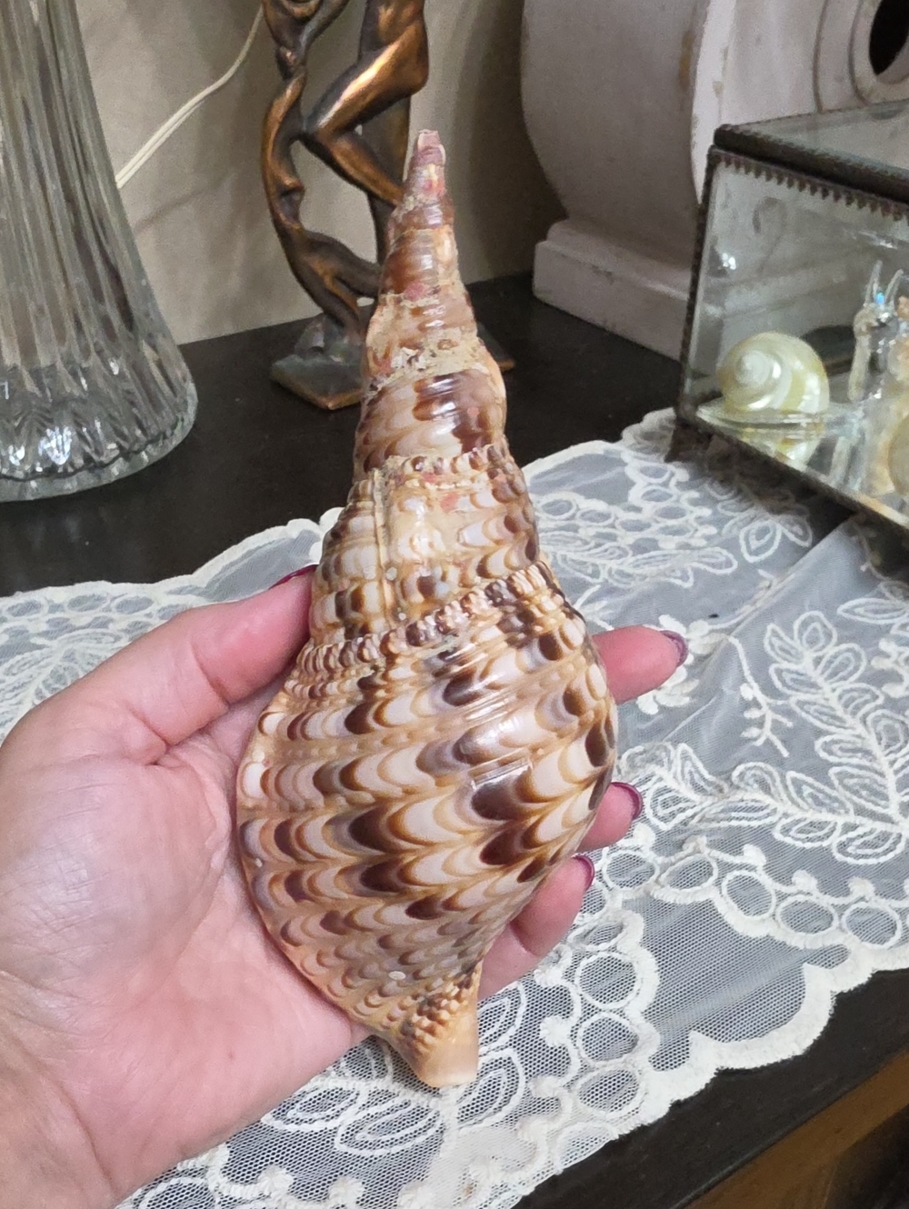 Decorative Natural Sea Shell Accent - Brown Cream Spiral Conch